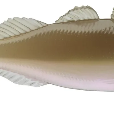 Przynęta gumowa Daiwa Prorex Live Perch