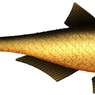 Przynęta gumowa Libra Bleak Slug Tail