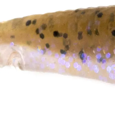 Przynęta gumowa Mikado M Craft Mortal Tail