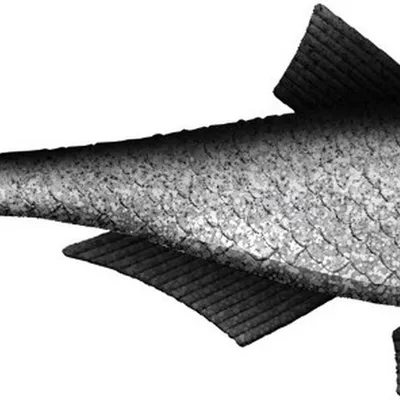 Przynęta gumowa Libra Bleak Slug Tail