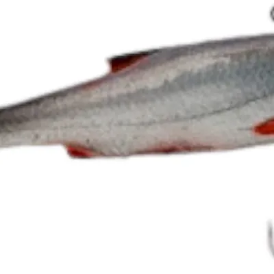 Wobler Kaszub Bait Płoć