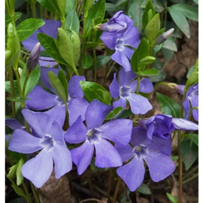 Barwinek pospolity - Vinca minor
