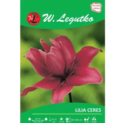 Lilia Ceres różowa 1szt.