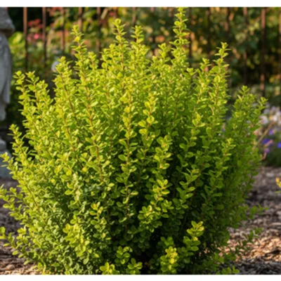 Berberys Thunberga - Berberis thunbergii 'Powwow'