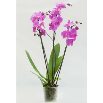 Storczyk Extra (Phalaenopsis) 3 pędy ciemnoróżowy d9