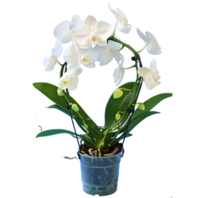 Storczyk Koszyk Extra (Phalaenopsis) 2 pędy biały d9