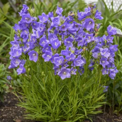 Dzwonek brzoskwiniolistny - Campanula persicifolia 'Blue'
