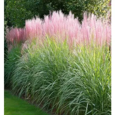 Miskant chiński -  Miscanthus sinensis 'Flamingo'