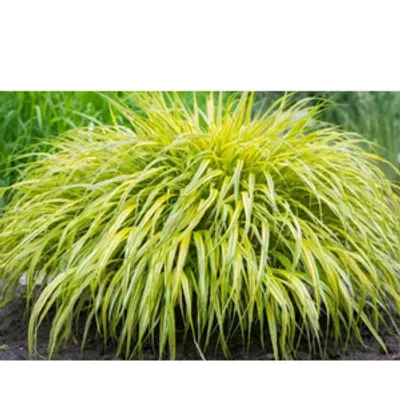 Hakonechloa - Hakonechloa 'Aureola'