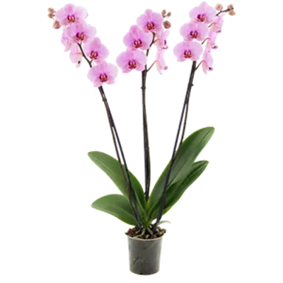 Storczyk Extra (Phalaenopsis) 3 pędy jasnoróżowy d9
