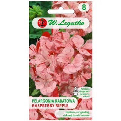 Pelargonia rabatowa Divas F1- Raspberry Ripple - pstra, pomarańczowo-czerwona