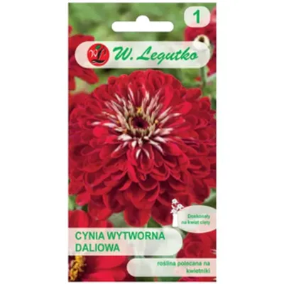 Cynia wytworna daliowa Scarlet Flame - czerwona