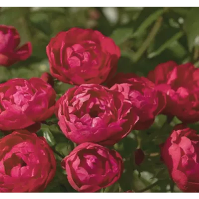 Róża polyantha - czerwona