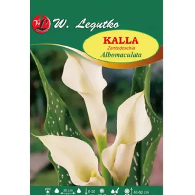Kalla Albomaculata biała 1szt.