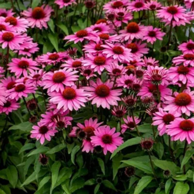 Jeżówka purpurowa - Echinacea purpurea SunMagic 'Vintage Pink'
