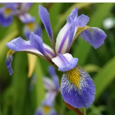 Kosaciec różnobarwny - Iris versicolor 'Gerald Darby'