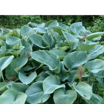 Funkia - Hosta 'Big Daddy'