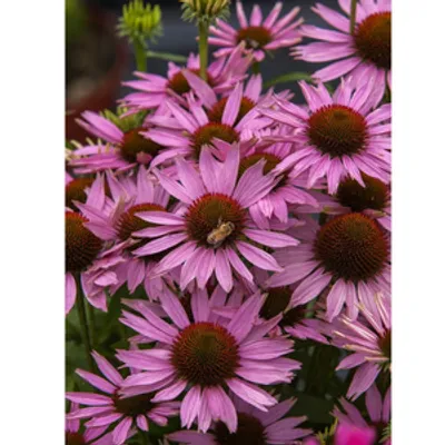 Jeżówka purpurowa - Echinacea purpurea 'Fountain Light Purple'