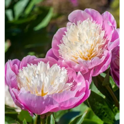Piwonia chińska - Paeonia lactiflora 'Bowl of Beauty'