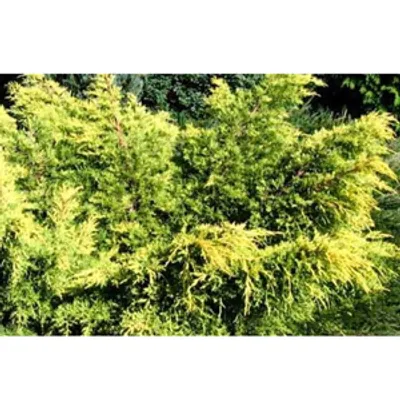 Jałowiec pośredni - Juniperus media 'King of Spring'