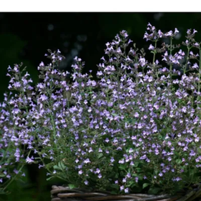 Kalaminta mniejsza - Calamintha nepeta 'Marvelette  Blue'