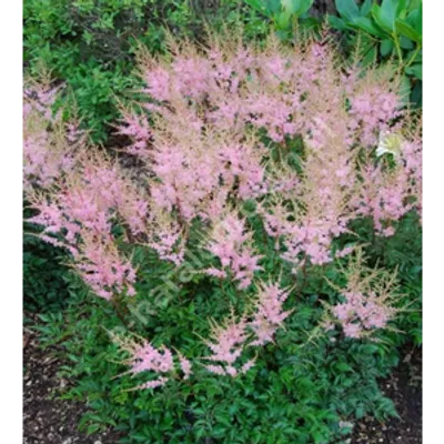 Tawułka pojedynczolistna - Astilbe simplicifolia 'Sprite'