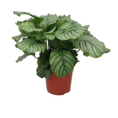 Calathea Orbifolia d17