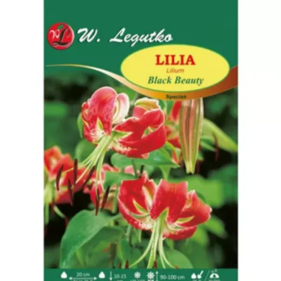 Lilia Black Beauty amarantowa, nakrapiana 1szt.