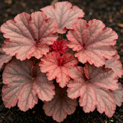 Żurawka - Heuchera 'Forever Red'