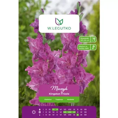 Mieczyk Kingston Frizzle różowy 5szt.