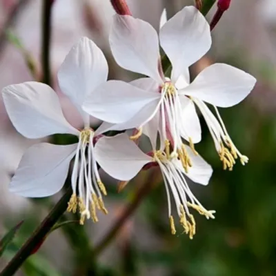 Gaura - Gaura lindheimeri