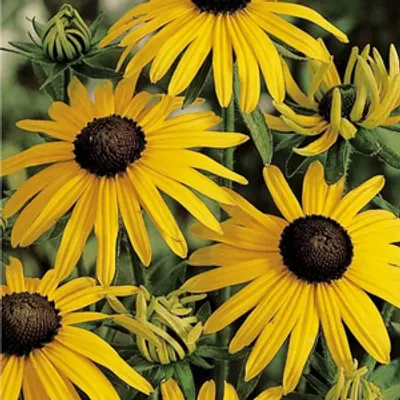 Rudbekia - Rudbeckia fulgida 'Goldsturm'