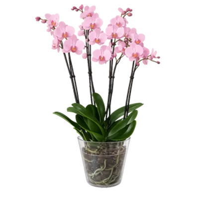 Storczyk Super Extra (Phalaenopsis) 4 pędy jasnoróżowy d12
