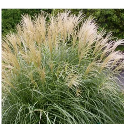 Miskant chiński- Miscanthus sinensis 'Herman Mussel'