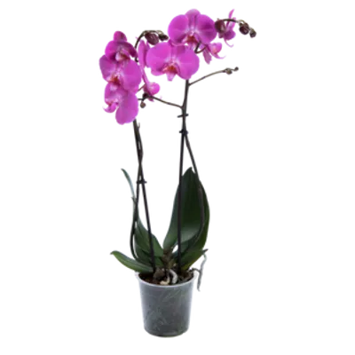 Storczyk Super Extra (Phalaenopsis) 2 pędy ciemnoróżowy d9