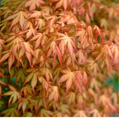 Klon palmowy - Acer palmatum 'Katsura'