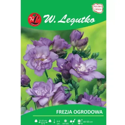 Frezja fioletowa 10szt.