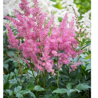 Tawułka japońska - Astilbe japonica 'Rheinland'