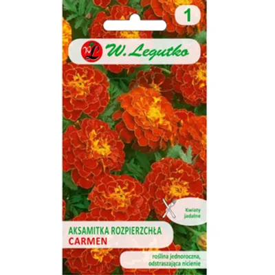 Aksamitka rozpierzchła Carmen mahoniowo-czerwona 1.50g