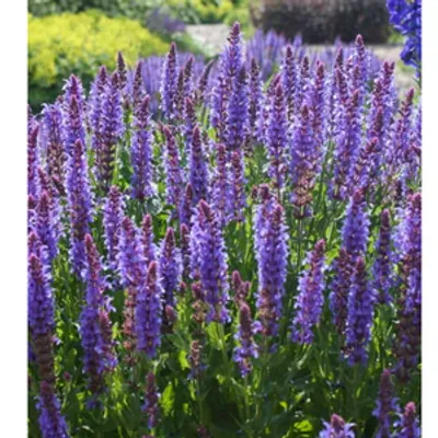 Szałwia - Salvia 'Caradonna'