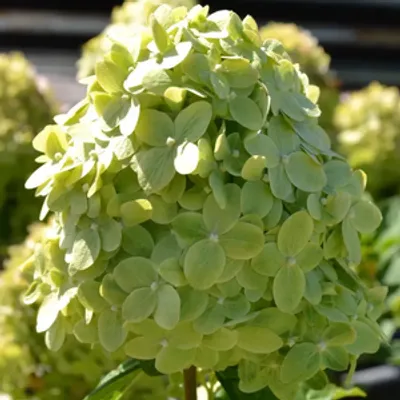 Hortensja bukietowa limonkowo-zielona - C3