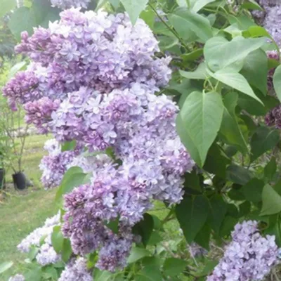 Lilak pospolity - Syringa vulgaris 'Nadezhda'
