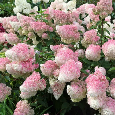 Hortensja bukietowa - Hydrangea paniculata 'Sundae Fraise'(R)