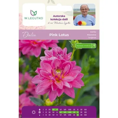 Dalia Pink Lotus różowa 1szt.