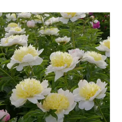 Piwonia chińska - Paeonia lactiflora 'Honey Gold'