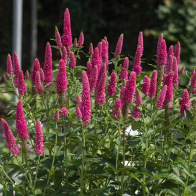 Przetacznik długolistny - Veronica longifolia 'First Love'