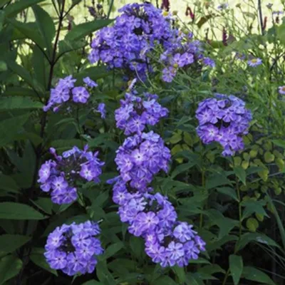 Floks wiechowaty - Phlox paniculata 'Blue Boy'