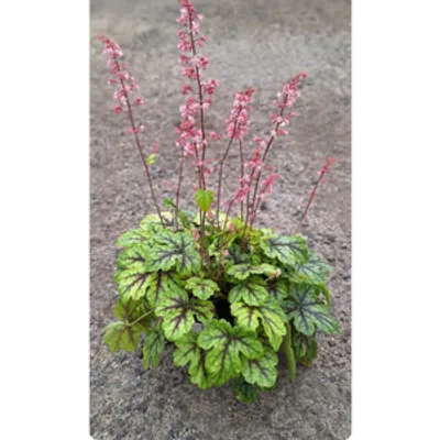 Żuraweczka - Heucherella 'Tapestry'