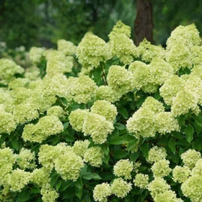Hortensja bukietowa limonkowa- C3