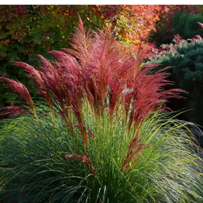 Miskant chiński - Miscanthus sinensis 'Red Chief'